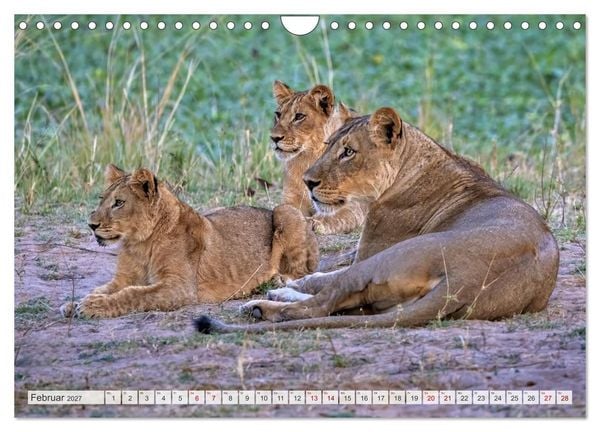 Produktbild: Afrikas Tierwelt - L&ouml;wen (Wandkalender 2027 DIN A4 quer), CALVENDO Monatskalender