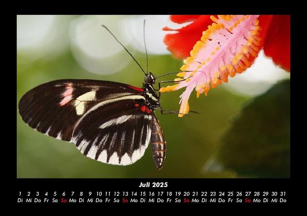 Produktbild: Der Tierkalender 2025 Fotokalender DIN A3