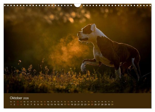 Produktbild: Der Boxer, der beste Hund der Welt (Wandkalender 2026 DIN A3 quer), CALVENDO Monatskalender