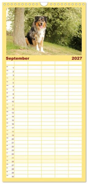 Produktbild: Familienplaner 2027 - Australian Shepherd - Treue Blicke, wilde Herzen mit 5 Spalten (Wandkalender, 21 x 45 cm) CALVENDO