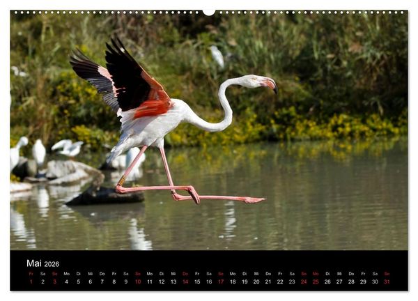Produktbild: Flamingos der Camargue 2026 (hochwertiger Premium Wandkalender 2026 DIN A2 quer), Kunstdruck in Hochglanz