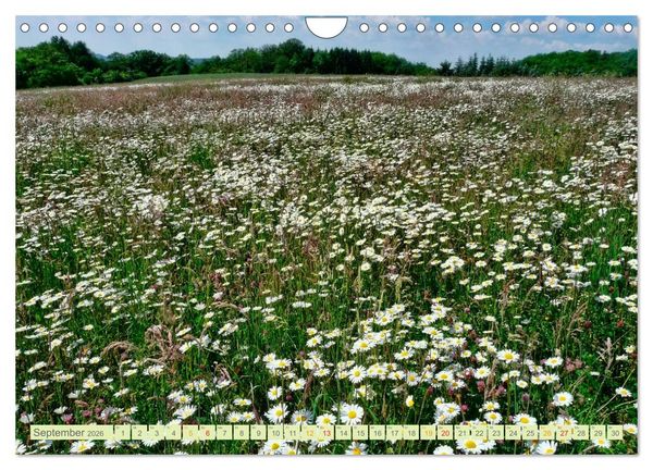 Produktbild: Blumenwiesen &ndash; ein bl&uuml;tenzauberhaftes Jahr (Wandkalender 2026 DIN A4 quer), CALVENDO Monatskalender