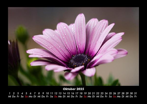 Produktbild: Pflanzen und Bl&uuml;ten 2025 Fotokalender DIN A3