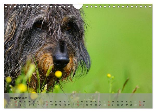 Produktbild: Liebenswerte Clowns (Wandkalender 2026 DIN A4 quer), CALVENDO Monatskalender