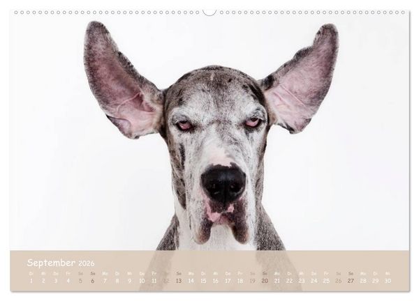 Produktbild: SCHLAPPOHREN (hochwertiger Premium Wandkalender 2026 DIN A2 quer), Kunstdruck in Hochglanz