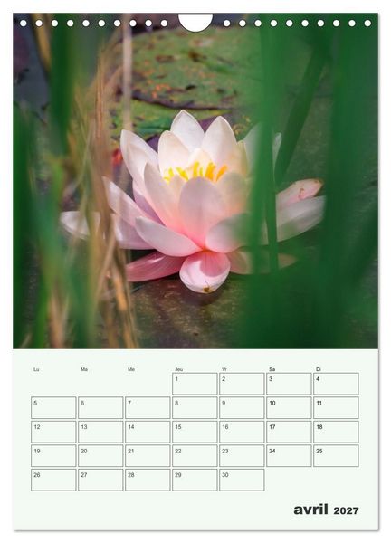 Produktbild: Les fleurs, &eacute;ternelles &eacute;phem&egrave;res (Calendrier mural 2027 DIN A4 horizontal), CALVENDO calendrier mensuel