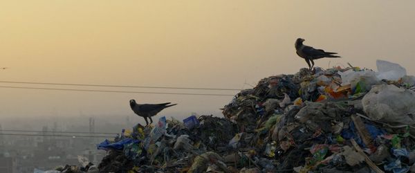 Produktbild: Kr&auml;hen - Die Natur beobachtet uns
