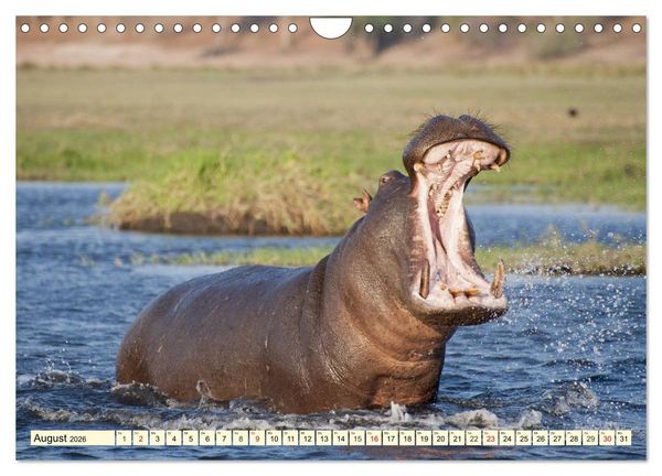 Produktbild: Wildes Leben in Botswana (Wandkalender 2026 DIN A4 quer), CALVENDO Monatskalender