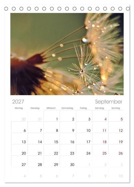 Produktbild: Tischplaner 2027 - Naturjuwel Pusteblume (A5 Tischkalender zum Aufstellen) CALVENDO