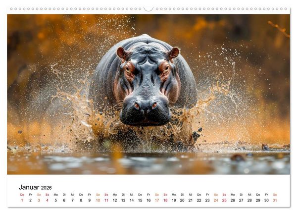 Produktbild: Flusspferde - die stillen Giganten (hochwertiger Premium Wandkalender 2026 DIN A2 quer), Kunstdruck in Hochglanz