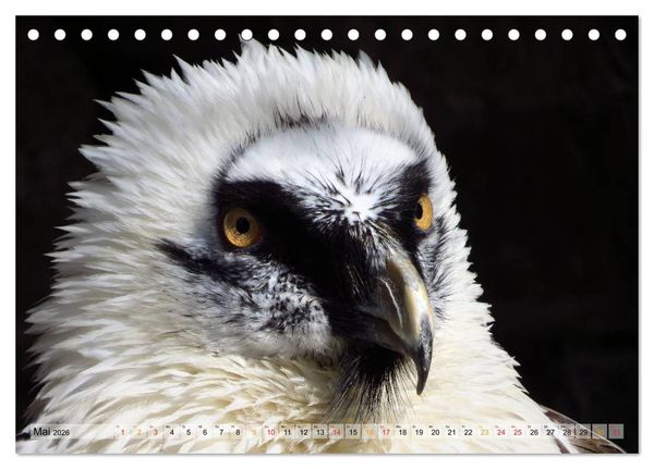 Produktbild: Majest&auml;tische Greifv&ouml;gel (Tischkalender 2026 DIN A5 quer), CALVENDO Monatskalender