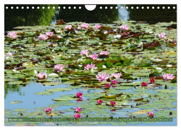 Produktbild: Magnifiques n&eacute;nuphars (Calendrier mural 2026 DIN A4 vertical), CALVENDO calendrier mensuel