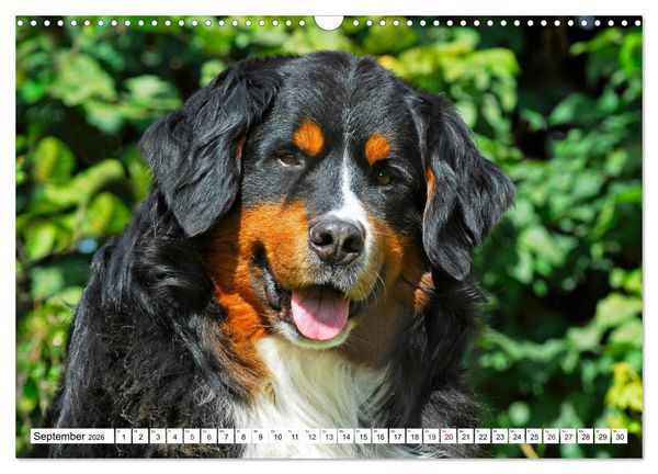 Produktbild: Faszinierende Sch&ouml;nheit Berner Sennenhund (Wandkalender 2026 DIN A3 quer), CALVENDO Monatskalender