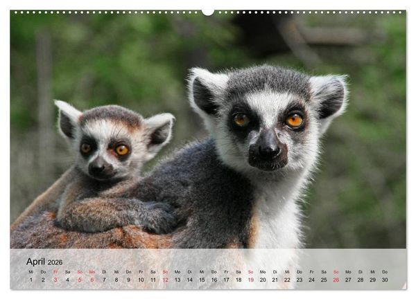 Produktbild: Faszination Affen. Kobolde zum Verlieben (Wandkalender 2026 DIN A2 quer), CALVENDO Monatskalender