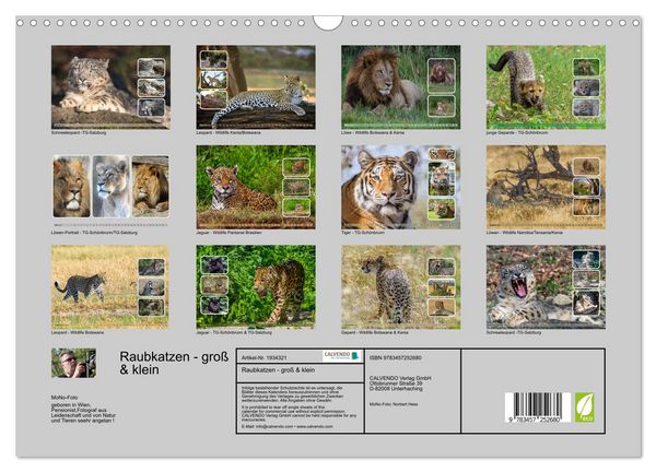 Produktbild: Raubkatzen - gro&szlig; & klein (Wandkalender 2026 DIN A3 quer), CALVENDO Monatskalender