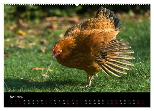 Produktbild: Neues von den Gartenh&uuml;hnern (hochwertiger Premium Wandkalender 2026 DIN A2 quer), Kunstdruck in Hochglanz