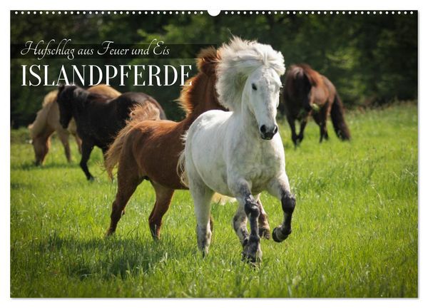 Produktbild: Islandpferde - Hufschlag aus Feuer und Eis (Wandkalender 2027 DIN A2 quer), CALVENDO Monatskalender