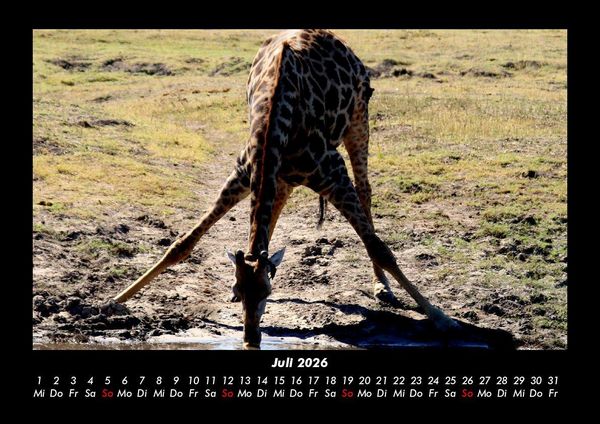 Produktbild: Giraffen 2026 Fotokalender DIN A3