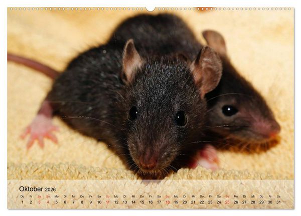 Produktbild: Ratten - Gelehrige Haustiere (Wandkalender 2026 DIN A2 quer), CALVENDO Monatskalender
