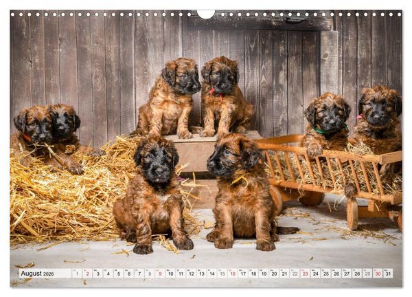 Produktbild: Berger de Brie - Welpen (Wandkalender 2026 DIN A3 quer), CALVENDO Monatskalender