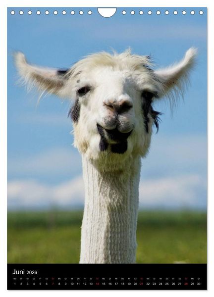 Produktbild: LAMAS (Wandkalender 2026 DIN A4 hoch), CALVENDO Monatskalender