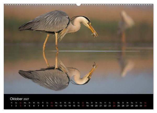Produktbild: Reiher - Der Tanz auf dem Wasser (Wandkalender 2027 DIN A2 quer), CALVENDO Monatskalender