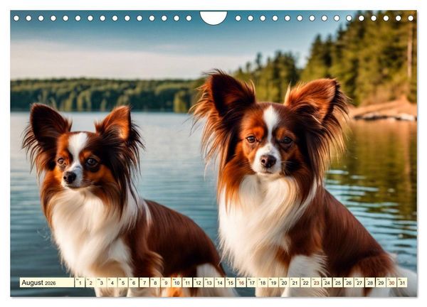 Produktbild: Papillon - bringt jedes Herz zum Schmelzen (Wandkalender 2026 DIN A4 quer), CALVENDO Monatskalender