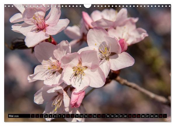 Produktbild: Fr&uuml;hlingsbl&uuml;her - Farbenpracht nach dem Winter (Wandkalender 2026 DIN A3 quer), CALVENDO Monatskalender