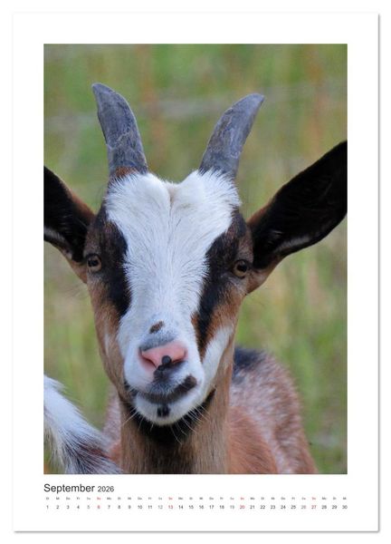 Produktbild: Ziegenportraits (Wandkalender 2026 DIN A3 hoch), CALVENDO Monatskalender