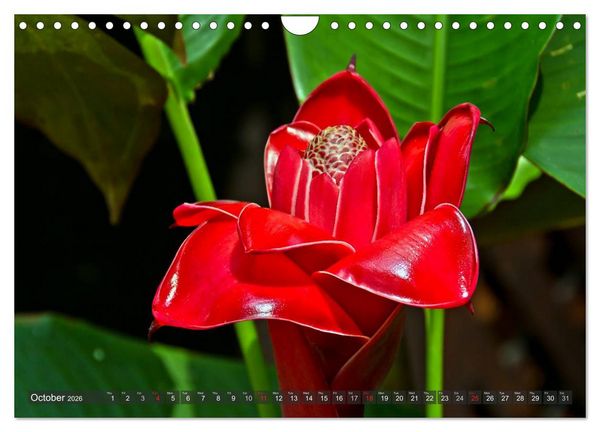 Produktbild: Amazing Costa Rica (Wall Calendar 2026 DIN A4 landscape), CALVENDO 12 Month Wall Calendar