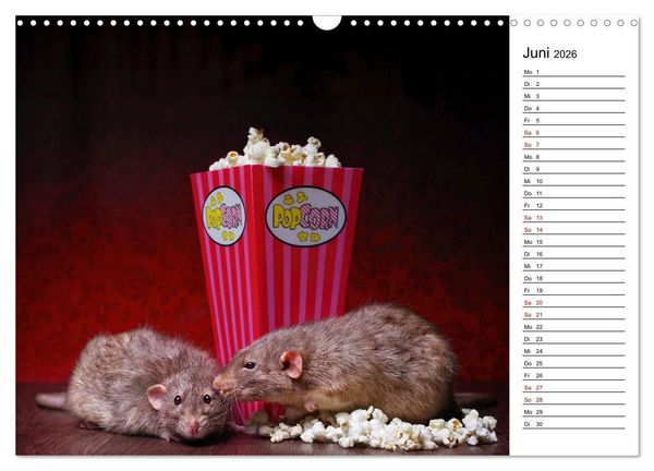 Produktbild: Ratten. Kleine Nager, gro&szlig;es Herz. (Wandkalender 2026 DIN A3 quer), CALVENDO Monatskalender