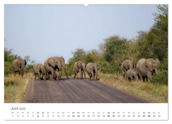 Produktbild: Afrika - Tiere im Kr&uuml;ger Nationalpark (hochwertiger Premium Wandkalender 2026 DIN A2 quer), Kunstdruck in Hochglanz