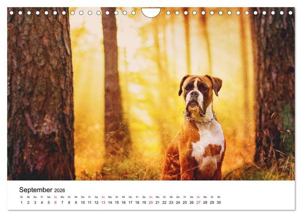 Produktbild: Deutscher Boxer (Wandkalender 2026 DIN A4 quer), CALVENDO Monatskalender