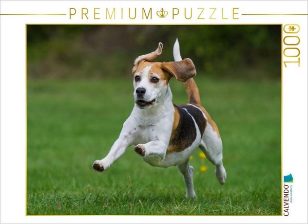 Produktbild: CALVENDO Puzzle Beagle - Fliegende Ohren | 1000 Teile Lege-Gr&ouml;&szlig;e 64x48cm Foto-Puzzle f&uuml;r gl&uuml;ckliche Stunden