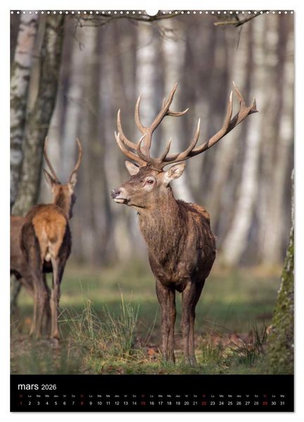 Produktbild: LE CERF EN FRANCE (Calendrier mural 2026 DIN A2 horizontal) calendrier de bureau