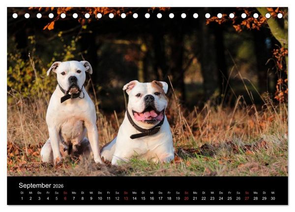 Produktbild: American Bulldog - alles Andere ist nur ein Hund (Tischkalender 2026 DIN A5 quer), CALVENDO Monatskalender