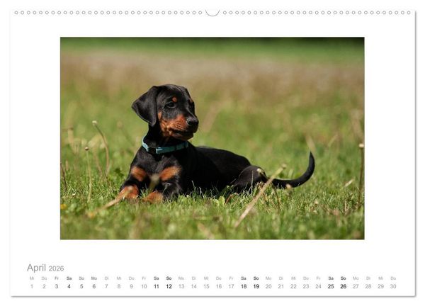 Produktbild: Dobermann Welpen (hochwertiger Premium Wandkalender 2026 DIN A2 quer), Kunstdruck in Hochglanz