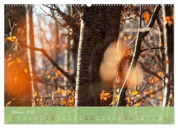 Produktbild: Waldwelten (hochwertiger Premium Wandkalender 2026 DIN A2 quer), Kunstdruck in Hochglanz