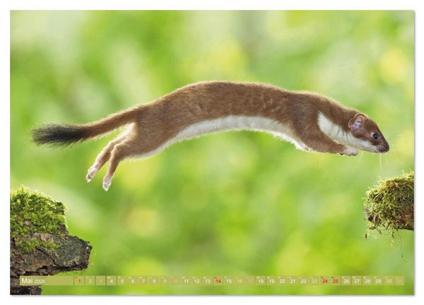 Produktbild: Wald-Kindergarten: Tierkinder im Wald (Wandkalender 2026 DIN A3 quer), CALVENDO Monatskalender