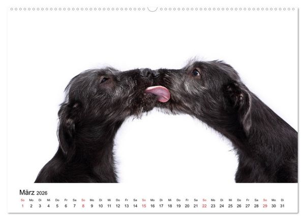 Produktbild: Funny Dogs (hochwertiger Premium Wandkalender 2026 DIN A2 quer), Kunstdruck in Hochglanz
