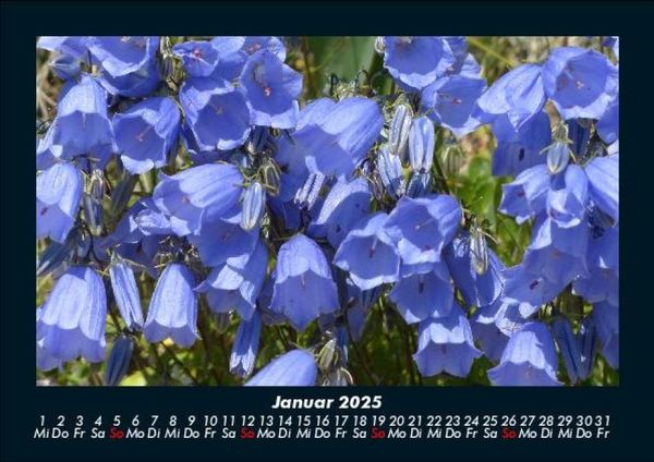 Produktbild: Blumenkalender 2025 Fotokalender DIN A5