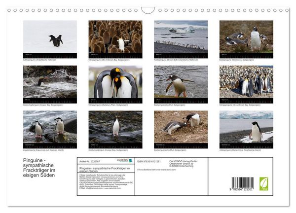 Produktbild: Pinguine - sympathische Fracktr&auml;ger im eisigen S&uuml;den (Wandkalender 2026 DIN A3 quer), CALVENDO Monatskalender