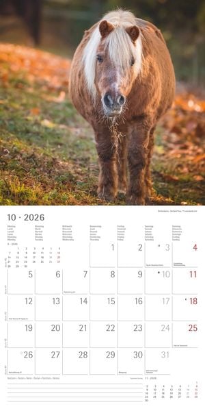 Produktbild: Pferde 2026 - Broschürenkalender 30x30 cm (30x60 geöffnet) - Kalender mit Platz für Notizen - Horses - Bildkalender - Wandplaner - Pferdekalender