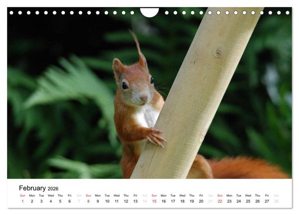 Produktbild: The red squirrels (Wall Calendar 2026 DIN A4 landscape), CALVENDO 12 Month Wall Calendar