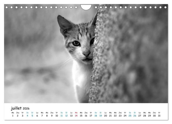 Produktbild: Chats de Santorin - Les princes d'Oia en noir et blanc (Calendrier mural 2026 DIN A4 vertical), CALVENDO calendrier mensuel