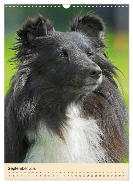 Produktbild: Sheltie - Wirbelwind auf 4 Pfoten (Wandkalender 2026 DIN A3 hoch), CALVENDO Monatskalender