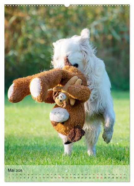 Produktbild: Witzige Hunde (hochwertiger Premium Wandkalender 2026 DIN A2 hoch), Kunstdruck in Hochglanz