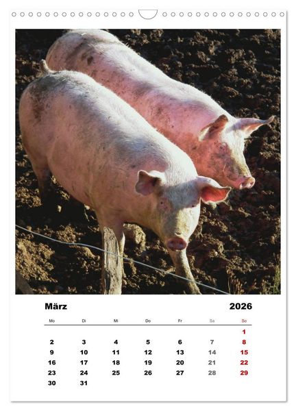 Produktbild: Bauernhoftiere, ganz nah dran (Wandkalender 2026 DIN A3 hoch), CALVENDO Monatskalender