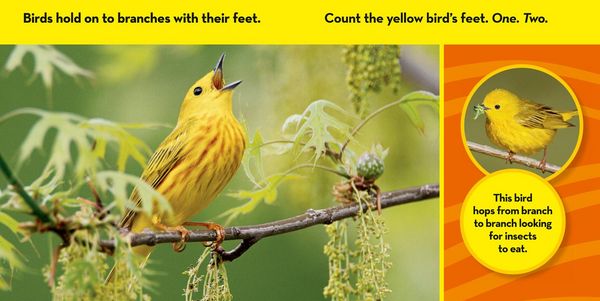 Produktbild: National Geographic Kids Look & Learn: Birds
