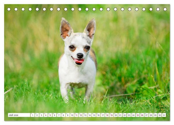 Produktbild: Enegieb&uuml;ndel Chihuahua - Temperament auf vier Pfoten (Tischkalender 2026 DIN A5 quer), CALVENDO Monatskalender